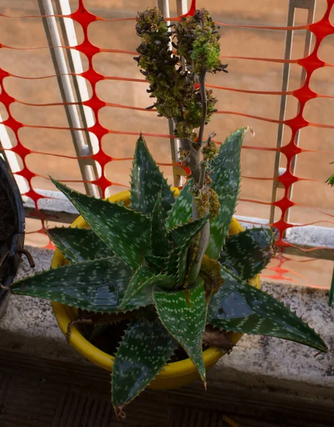 Una Flor Aloe Una Olla — Foto de Stock