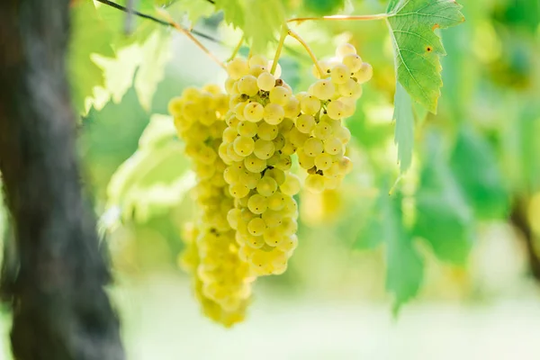 Closeup Shot Ripe Grapes Vineyard — Stock Photo, Image