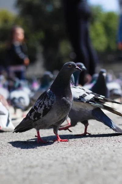 Barselona Sokaktaki Güvercinlerin Seçici Odak Noktası — Stok fotoğraf