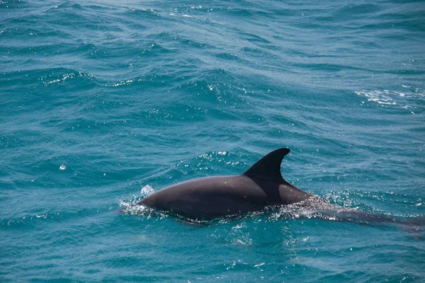 Ένα Χαριτωμένο Δελφίνι Που Κολυμπά Στη Γαλάζια Θάλασσα Καλοκαίρι — Φωτογραφία Αρχείου