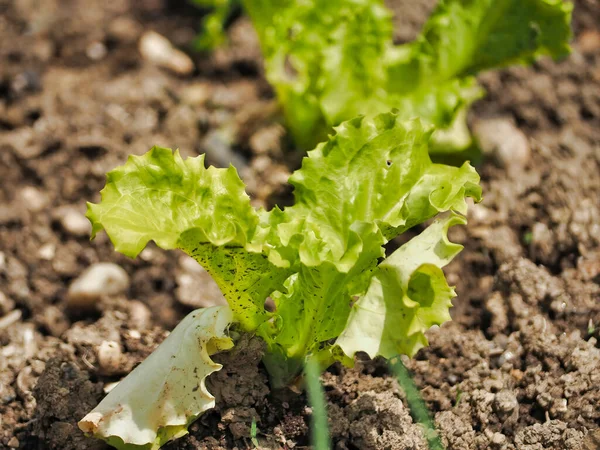 Closeup Shot Green Lettuces Growing Garden Sunlight — Stock Photo, Image