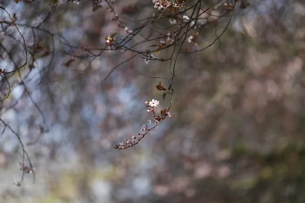 Selective Focus Shot Blossoms Tree Branch — Stock Photo, Image