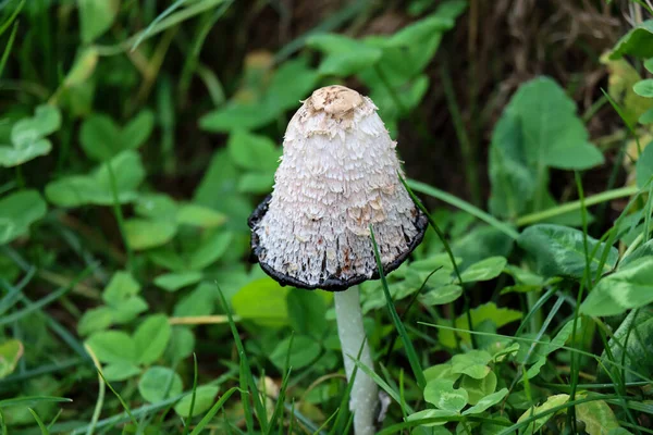 Gros Plan Champignon Sauvage Parmi Herbe Verte Les Feuilles — Photo