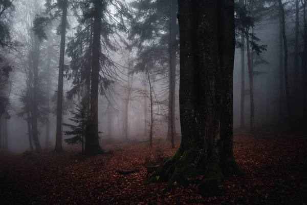 Barevný Výhled Krajinu Bavorského Lesa Německo — Stock fotografie