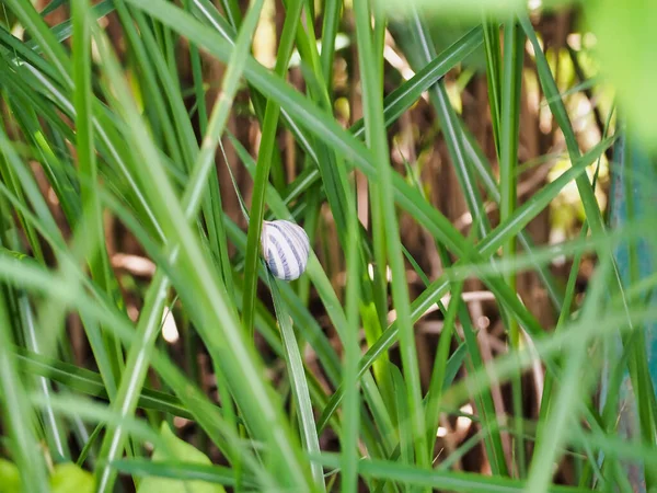 Closeup Shot Snail Stripes High Green Grass Field Sunny Day — Photo