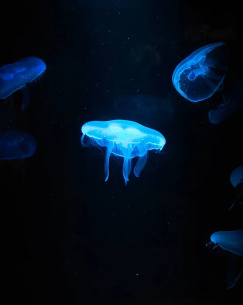 Vertical Shot Illuminated Blue Jellyfish Dark Water — Foto de Stock