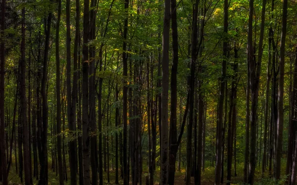 Прекрасний Знімок Листяного Лісу — стокове фото