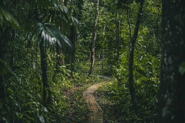 Стежка Густому Тропічному Лісі — стокове фото