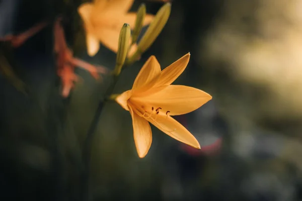 Shallow Focus Shot Orange Lily Field — Foto Stock