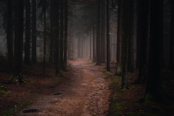 Sonbahar Akşamında Bavyera Ormanlarının Manzarası Bavyera Almanya — Stok fotoğraf