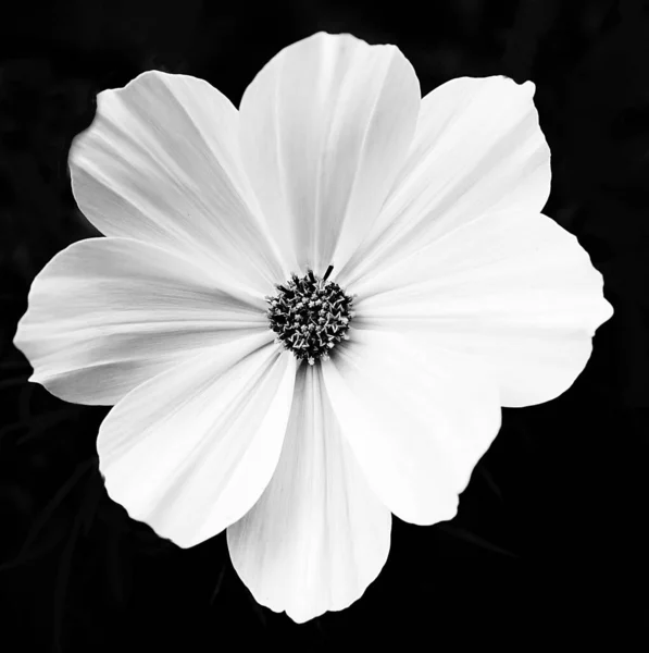 Closeup Grayscale Shot Garden Cosmos Flower — Zdjęcie stockowe