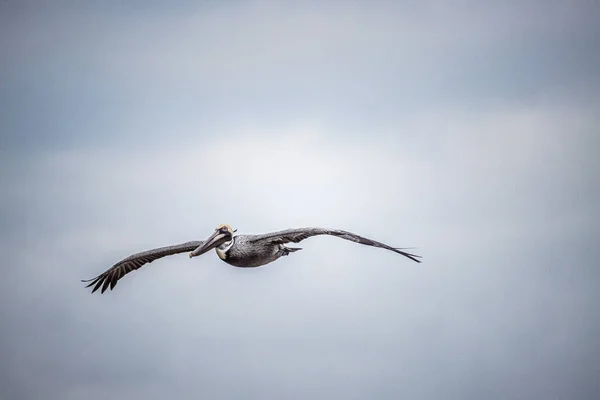Ein Schöner Blick Auf Einen Pelikan Flug — Stockfoto