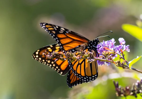 Ένα Κοντινό Πλάνο Μιας Πεταλούδας Μονάρχη Ένα Λουλούδι Που Ανθίζει — Φωτογραφία Αρχείου