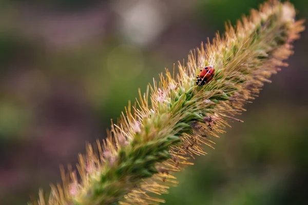 Bir Uğur Böceğinin Çimenlerde Yürüdüğü Yakın Plan Bir Fotoğraf — Stok fotoğraf