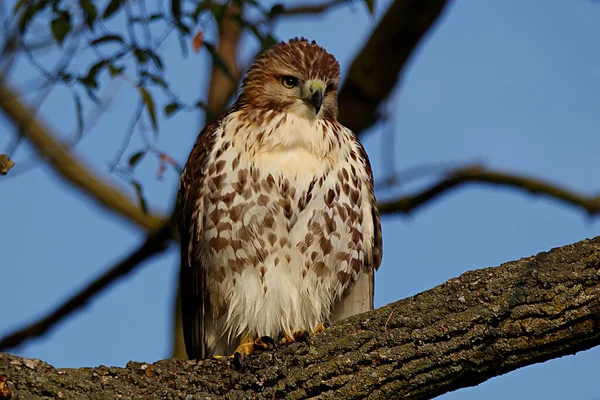 Closeup Shot Hawk Sitting Tree Branch — Photo