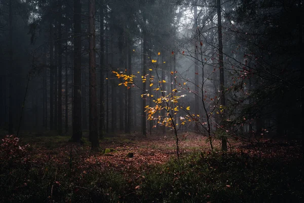 Una Vista Panorámica Los Coloridos Árboles Bosque Bávaro Alemania — Foto de Stock