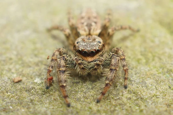 Closeup Cute Hairy Fencepost Jumping Spider Marpissa Muscosa Sitting Piece — Photo