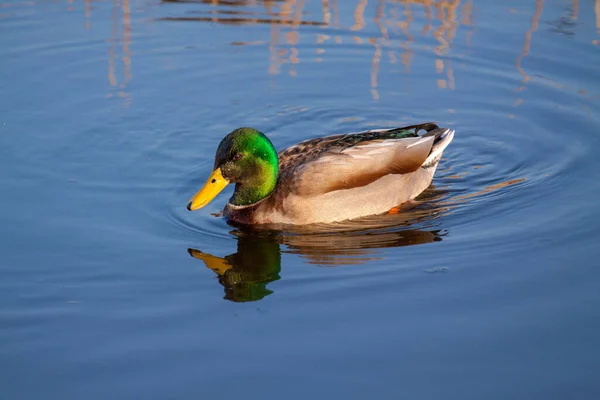 Swimming Male Mallard Anas Platyrhynchos Beautifully Iridescent Head Water Reflecting — 图库照片