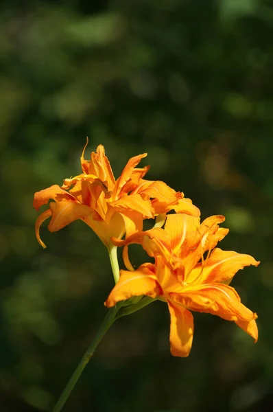 Vertical Closeup Shot Beautiful Daylily Flowers Garden — стоковое фото