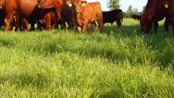 Vue Panoramique Sur Pâturage Des Vaches Dans Paysage Rural Nature — Video