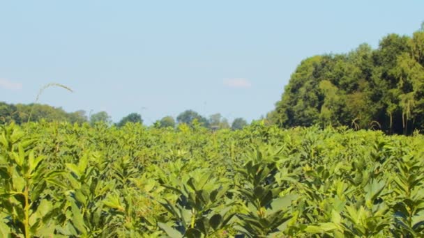 Campo Verde Con Cielo Blu Nuvole — Video Stock