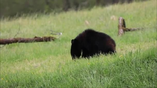 Ein Schwarzer Bär Gras — Stockvideo