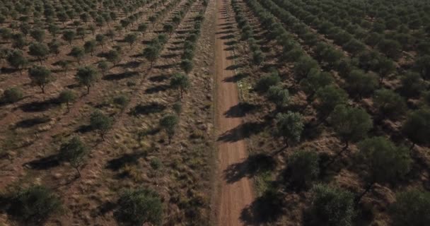 Aerial View Field Agricultural Area Israel — Stock video