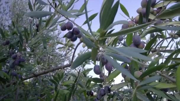 Оливковое Дерево Зелеными Листьями Саду — стоковое видео