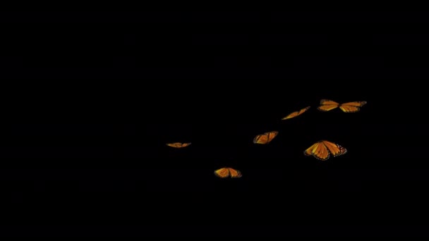 Κινούμενες Πεταλούδες Σκοτεινό Φόντο — Αρχείο Βίντεο