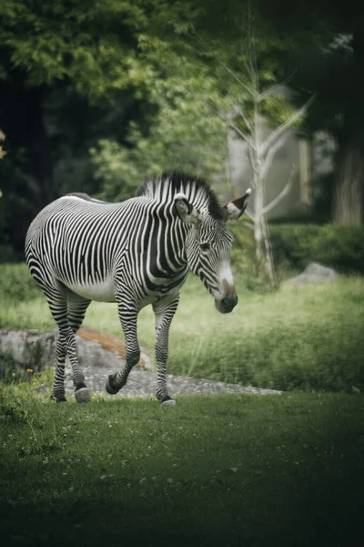 Vertical Shot Zebra Walking Zoo — Zdjęcie stockowe