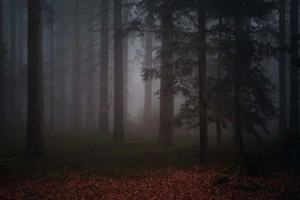 Una Vista Panorámica Del Bosque Bávaro Por Noche —  Fotos de Stock