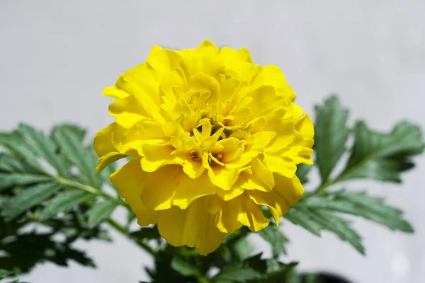 Closeup Shot Marigold Flower Blurred Background — 스톡 사진