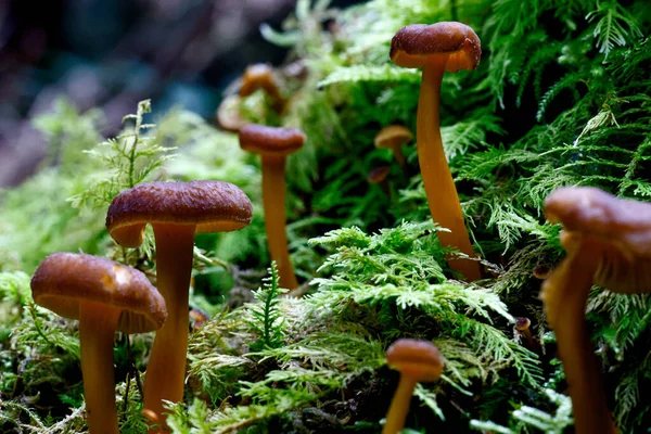 A closeup shot of yellow mushrooms growing in a forest