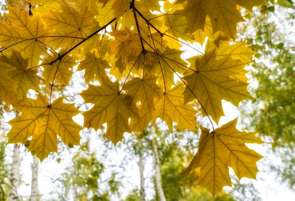 Low Angle View Autumn Maple Leaves Branch Forest — Stockfoto