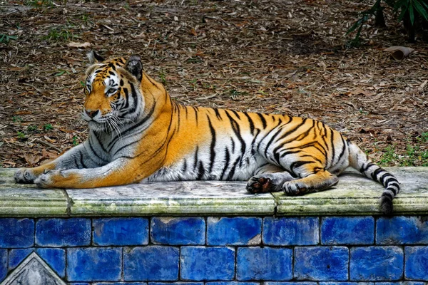 Tygr Ležící Zoo Blízko Bazénu — Stock fotografie