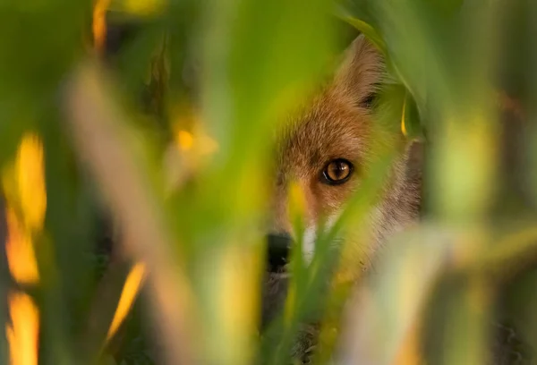 Gros Plan Renard Regardant Parmi Herbe — Photo