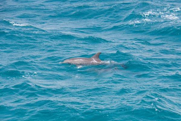 Cute Dolphin Swimming Blue Sea Summer — Stockfoto