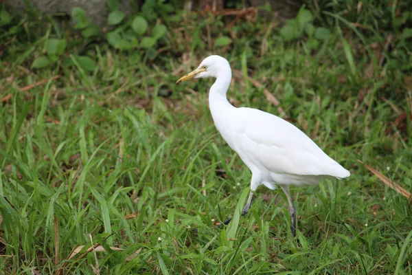 Close Shot Lovely White Egret Walking Grassy Ground Daytime — Fotografia de Stock