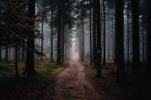 Beautiful Autumn View Forest Bavaria Germany — Fotografia de Stock