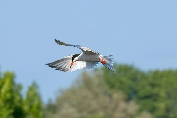 Hunting Common Tern Sterna Hirundo Hovering Water Blue Sky Vegetation — Stock Photo, Image