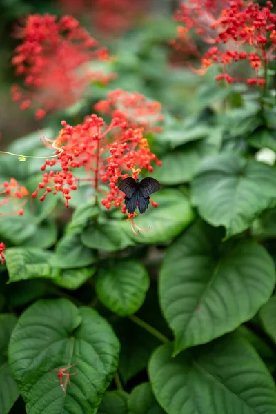 Plan Vertical Petit Papillon Assis Sur Une Plante Fleurs — Photo