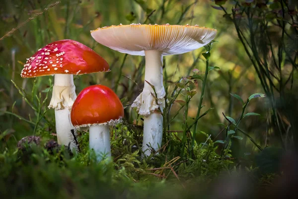 Gros Plan Des Champignons Sauvages Dans Forêt — Photo