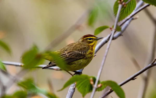 Egy Közeli Kép Egy Yellowhammerről Amint Egy Faágon — Stock Fotó