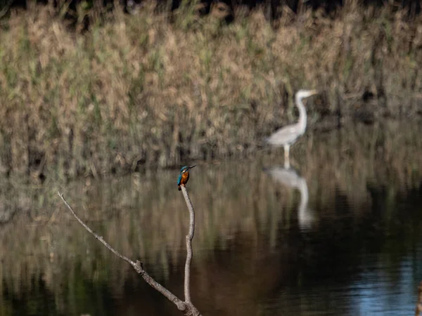 Μια Άποψη Ενός Κοινού Kingfisher Alcedo Αυτό Σκαρφαλωμένο Ένα Υποκατάστημα — Φωτογραφία Αρχείου