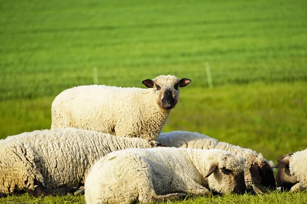 Flock Sheep Lying Grazing Greenfield — Stockfoto