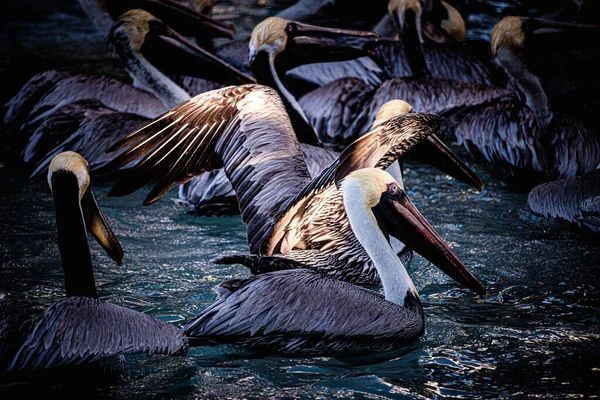 Group Pelicans Lake — Stockfoto
