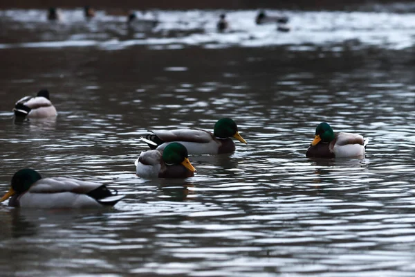 Closeup Shot Cute Ducks Swimming Lake — Φωτογραφία Αρχείου