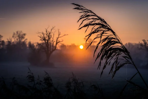 Beautiful Shot Bright Sunset Meadow Plant Silhouettes — Fotografia de Stock