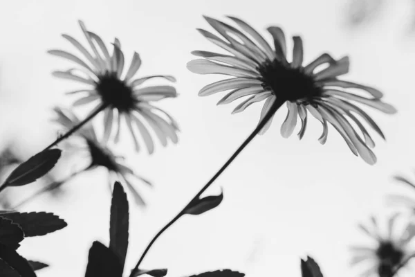 Сірий Крупним Планом Знімок Квітучих Квітів — стокове фото