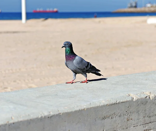 Una Pequeña Paloma Caminando Por Una Playa — Foto de Stock